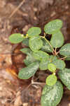 False flowering spurge